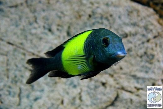 Tropheus sp. 'kaiser'